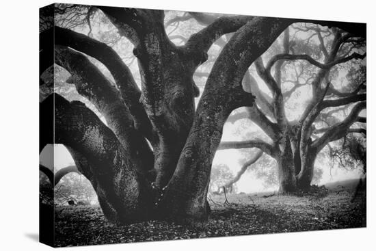Dual Winter Oaks in Black and White, Mist Fog and Trees, Petaluma, Bay Area-Vincent James-Premier Image Canvas