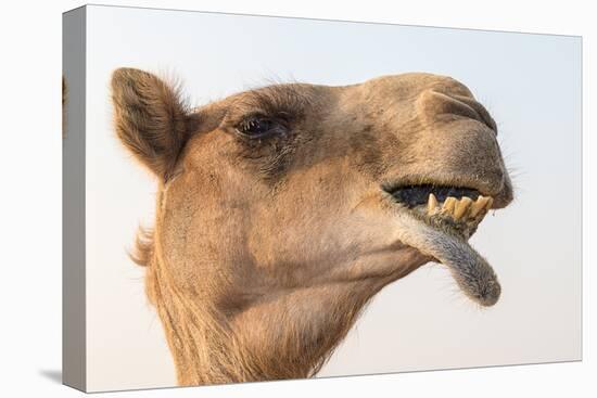 Dubai, UAE. Close-up of a camel.-Yvette Cardozo-Premier Image Canvas