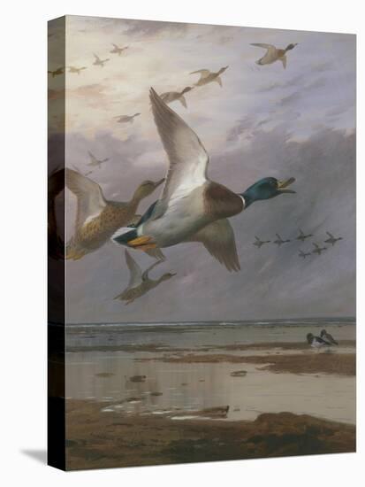 Duck Rising-Archibald Thorburn-Premier Image Canvas