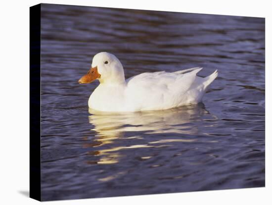 Duck-Lauree Feldman-Premier Image Canvas