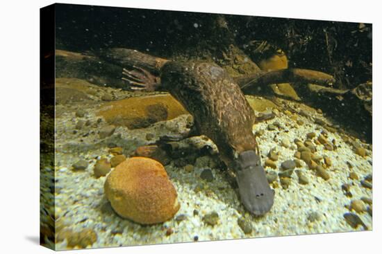 Duckbill Platypus Swimming Underwater-null-Premier Image Canvas