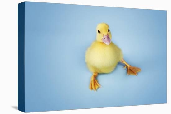 Duckling on Blue Background, Close-Up-null-Stretched Canvas