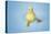 Duckling on Blue Background, Close-Up-null-Stretched Canvas