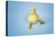 Duckling on Blue Background, Close-Up-null-Stretched Canvas