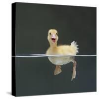 Duckling Swimming on Water Surface, UK-Jane Burton-Premier Image Canvas