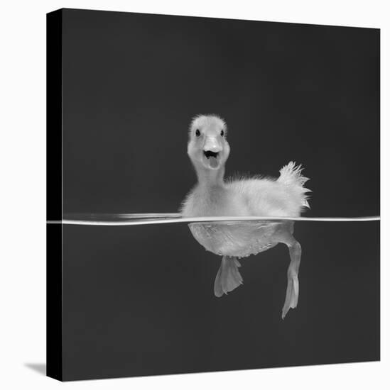 Duckling Swimming on Water Surface, UK-Jane Burton-Premier Image Canvas