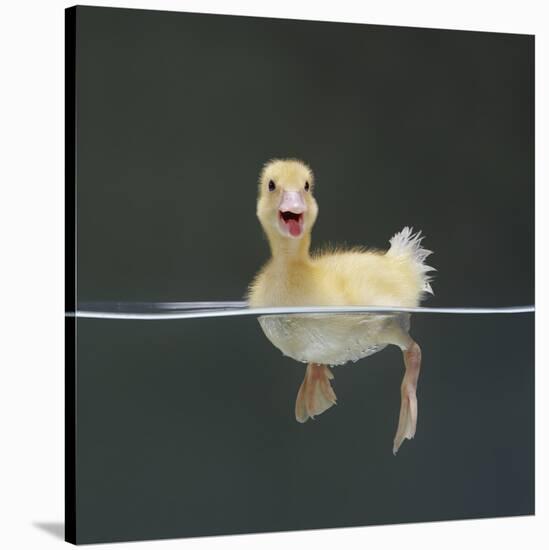 Duckling Swimming on Water Surface, UK-Jane Burton-Premier Image Canvas