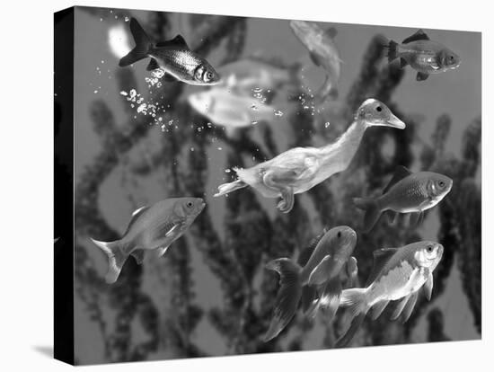 Duckling Swims Underwater Among Goldfish-Jane Burton-Premier Image Canvas