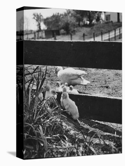 Ducklings Living on a Farm-Ed Clark-Premier Image Canvas