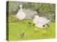 Ducks and Ducklings-Linda Benton-Premier Image Canvas