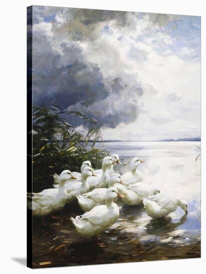 Ducks at the Lake's Edge-Alexander Koester-Premier Image Canvas