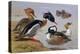 Ducks by a Lake-Archibald Thorburn-Premier Image Canvas