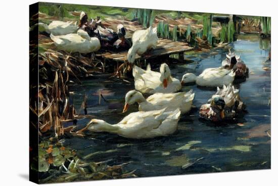 Ducks in a Pool-Alexander Koester-Premier Image Canvas