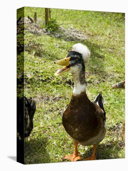 Ducks in the Grounds of Montana De Fuego Hotel, La Fortuna, Arenal, Costa Rica, Central America-R H Productions-Premier Image Canvas