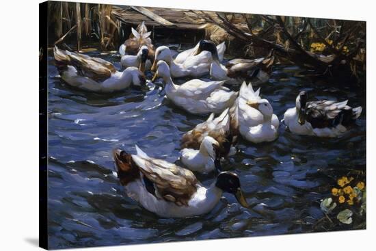 Ducks in the Reeds under the Boughs-Alexander Koester-Premier Image Canvas