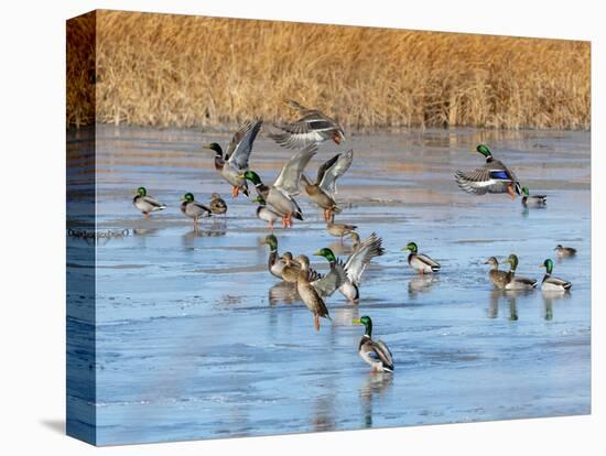 Ducks leaving the pond-Michael Scheufler-Premier Image Canvas