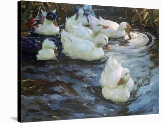 Ducks on a Pond, C1884-1932-Alexander Koester-Premier Image Canvas