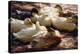 Ducks on a Riverbank-Alexander Koester-Premier Image Canvas