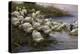 Ducks on the Lakeshore-Alexander Koester-Premier Image Canvas
