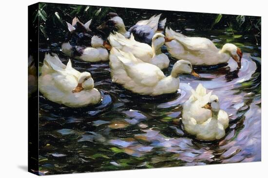 Ducks Swimming in a Sunlit Lake-Alexander Koester-Premier Image Canvas