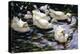 Ducks Swimming in a Sunlit Lake-Alexander Koester-Premier Image Canvas