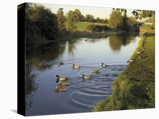 Ducks Swimming in the Worcester and Birmingham Canal, Astwood Locks, Hanbury, Midlands-David Hughes-Premier Image Canvas