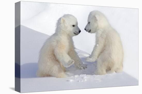 Dueling Polar Bear Cubs-Howard Ruby-Premier Image Canvas