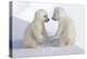 Dueling Polar Bear Cubs-Howard Ruby-Premier Image Canvas