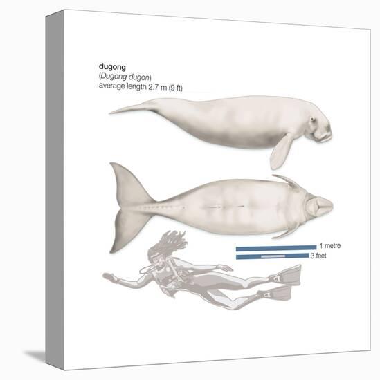 Dugong (Dugong Dugon), Mammals-Encyclopaedia Britannica-Stretched Canvas