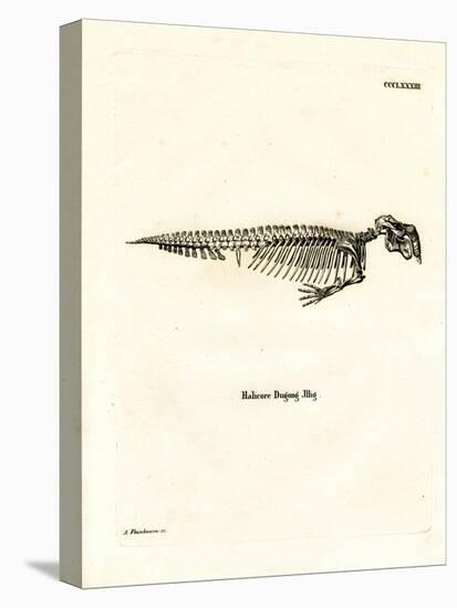 Dugong Skeleton-null-Premier Image Canvas