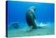 Dugong-Louise Murray-Premier Image Canvas