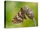 Duke of Burgundy butterfly roosting on flower bud, UK-Andy Sands-Premier Image Canvas