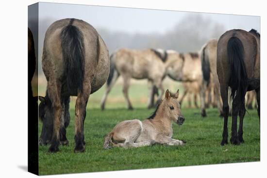 Dulmen Pony, Foals-Ronald Wittek-Premier Image Canvas