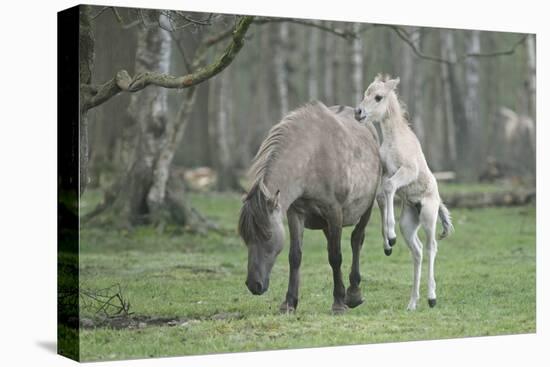 Dulmen Pony, Foals-Ronald Wittek-Premier Image Canvas