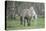Dulmen Pony, Foals-Ronald Wittek-Premier Image Canvas