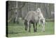 Dulmen Pony, Foals-Ronald Wittek-Premier Image Canvas