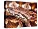 Dumeril's Boa, Native to Madagascar-David Northcott-Premier Image Canvas