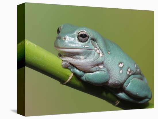 Dumpty tree frog, Australian green tree frog, White's tree frog.-Maresa Pryor-Premier Image Canvas