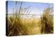 Dune Grass 3-Thea Schrack-Premier Image Canvas