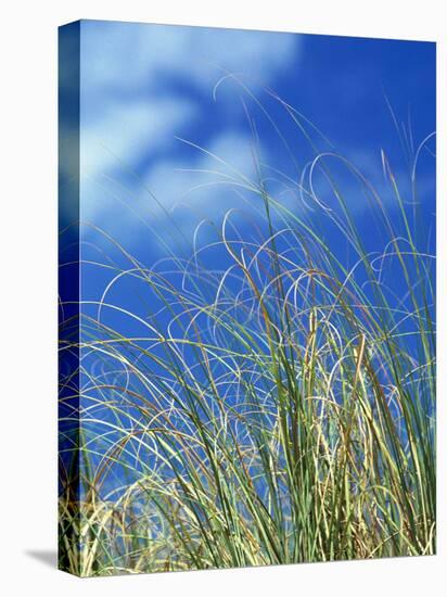 Dune Grass, Florida Keys-Lauree Feldman-Premier Image Canvas