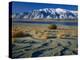 Dunes and Tumbleweeds, Walker Lake, Mt. Grant in Wassuk Range, Nevada, USA-Scott T^ Smith-Premier Image Canvas