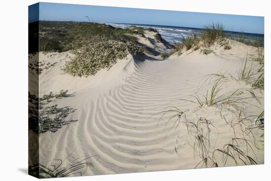 Dunes on South Padre Island.-Larry Ditto-Premier Image Canvas