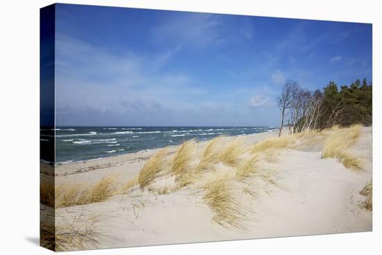 Dunes on the Western Beach of Darss Peninsula,-Uwe Steffens-Premier Image Canvas