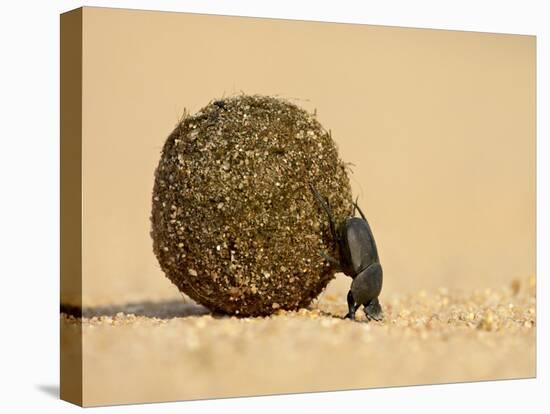 Dung Beetle Pushing a Ball of Dung, Masai Mara National Reserve, Kenya, East Africa, Africa-James Hager-Premier Image Canvas