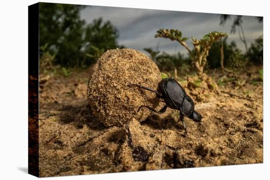 Dung beetle rolling a ball of dung, Texas, USA-Karine Aigner-Premier Image Canvas