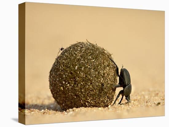 Dung Beetle Rolling a Dung Ball, Kruger National Park, South Africa, Africa-James Hager-Premier Image Canvas