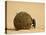 Dung Beetle Rolling a Dung Ball, Kruger National Park, South Africa, Africa-James Hager-Premier Image Canvas