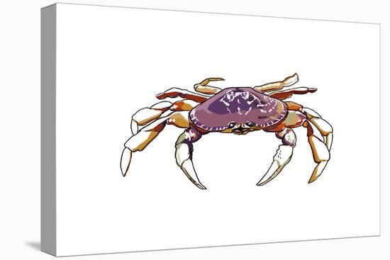 Dungeness Crab - Icon-Lantern Press-Stretched Canvas