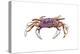 Dungeness Crab - Icon-Lantern Press-Stretched Canvas