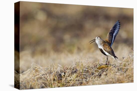 Dunlin, Calling Display-Ken Archer-Premier Image Canvas